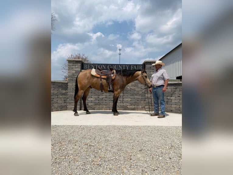 Quarter horse américain Hongre 9 Ans 152 cm Buckskin in Libson IA