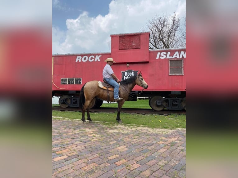 Quarter horse américain Hongre 9 Ans 152 cm Buckskin in Libson IA