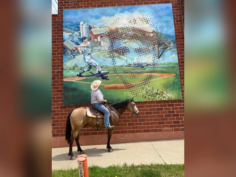 Quarter horse américain Hongre 9 Ans 152 cm Buckskin in Libson IA