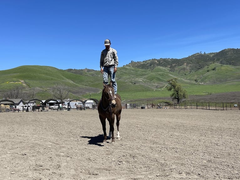 Quarter horse américain Hongre 9 Ans 152 cm Buckskin in Paicines CA