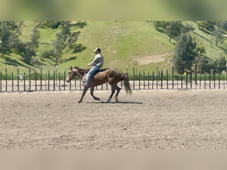 Quarter horse américain Hongre 9 Ans 152 cm Buckskin in Paicines CA