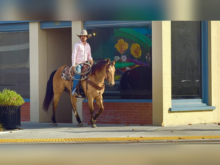Quarter horse américain Hongre 9 Ans 152 cm Buckskin in Paicines CA