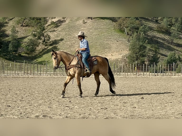 Quarter horse américain Hongre 9 Ans 152 cm Buckskin in Paicines CA
