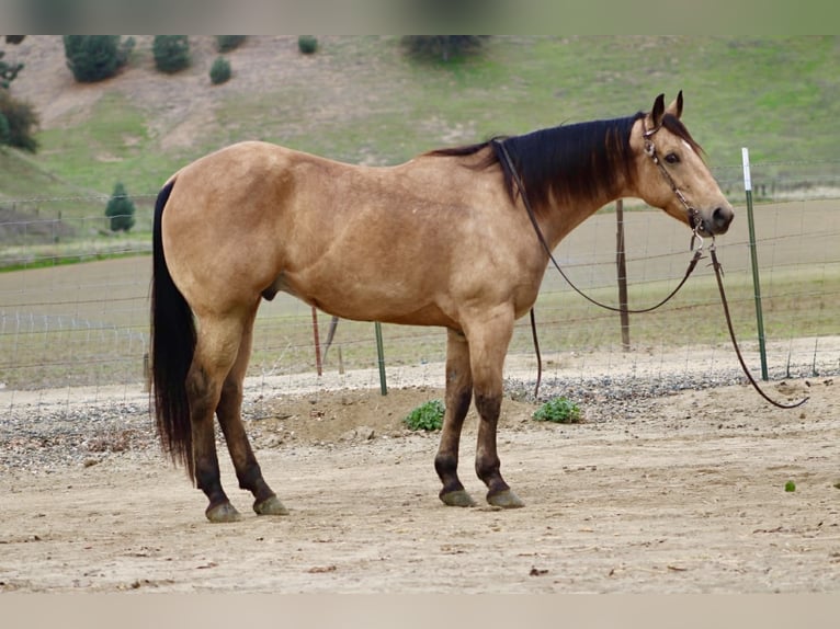 Quarter horse américain Hongre 9 Ans 152 cm Buckskin in Paicines CA