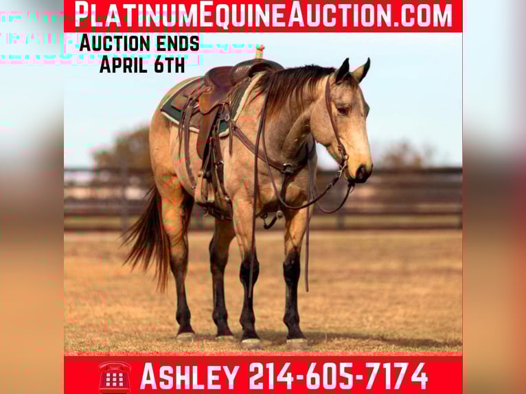 Quarter horse américain Hongre 9 Ans 152 cm Buckskin in Weatherford TX