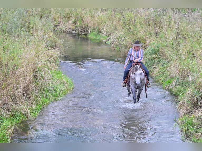 Quarter horse américain Hongre 9 Ans 152 cm Gris in Hastings