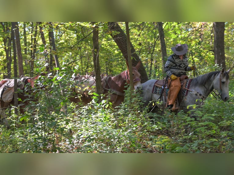 Quarter horse américain Hongre 9 Ans 152 cm Gris in Hastings