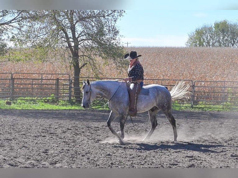 Quarter horse américain Hongre 9 Ans 152 cm Gris in Hastings