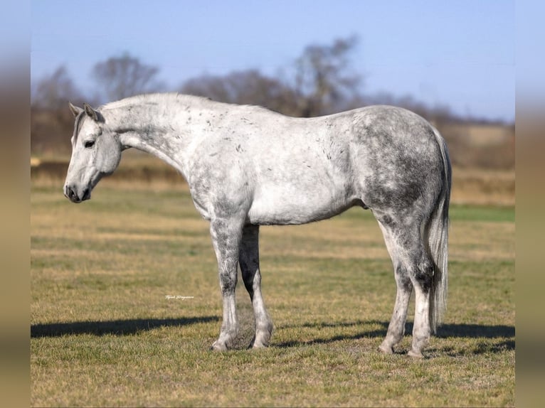 Quarter horse américain Hongre 9 Ans 152 cm Gris in Ponder