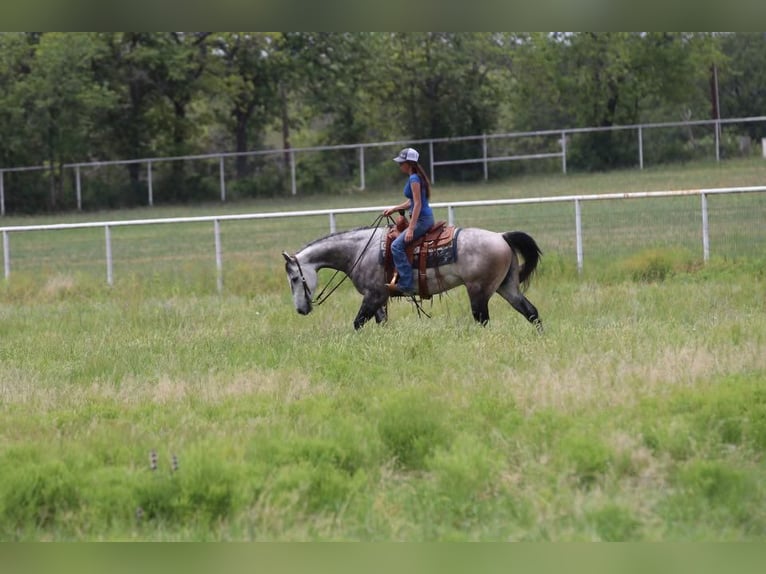 Quarter horse américain Croisé Hongre 9 Ans 152 cm Gris in Joshua, TX