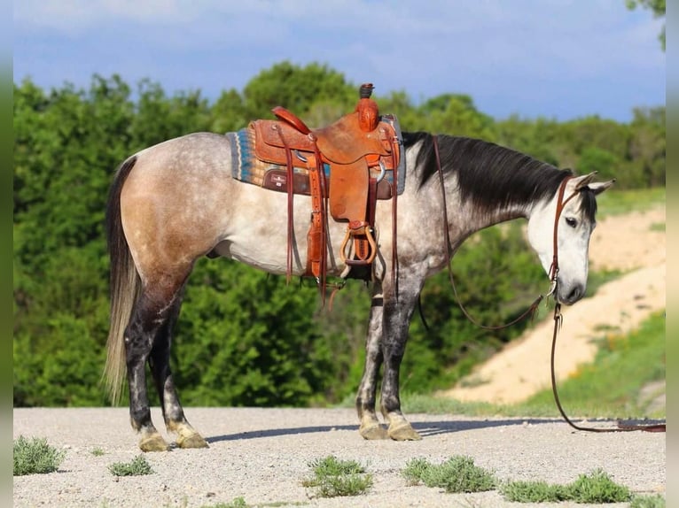 Quarter horse américain Croisé Hongre 9 Ans 152 cm Gris in Joshua, TX