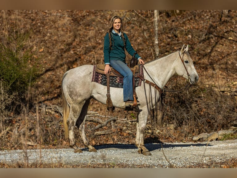 Quarter horse américain Hongre 9 Ans 152 cm Gris in Ewing KY