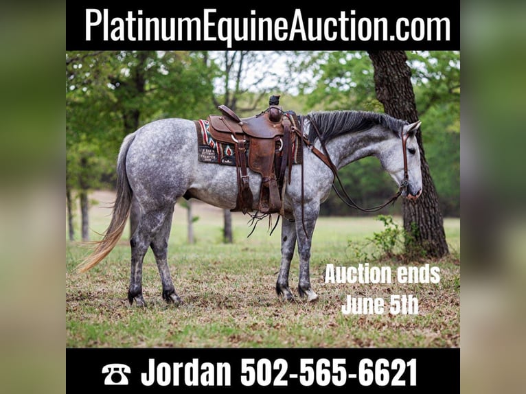 Quarter horse américain Hongre 9 Ans 152 cm Gris in Weatherford TX