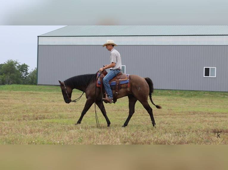 Quarter horse américain Hongre 9 Ans 152 cm Grullo in Bellevue