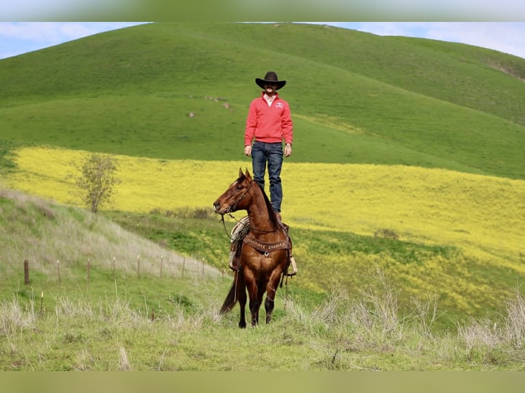 Quarter horse américain Hongre 9 Ans 152 cm Isabelle in Paicines CA