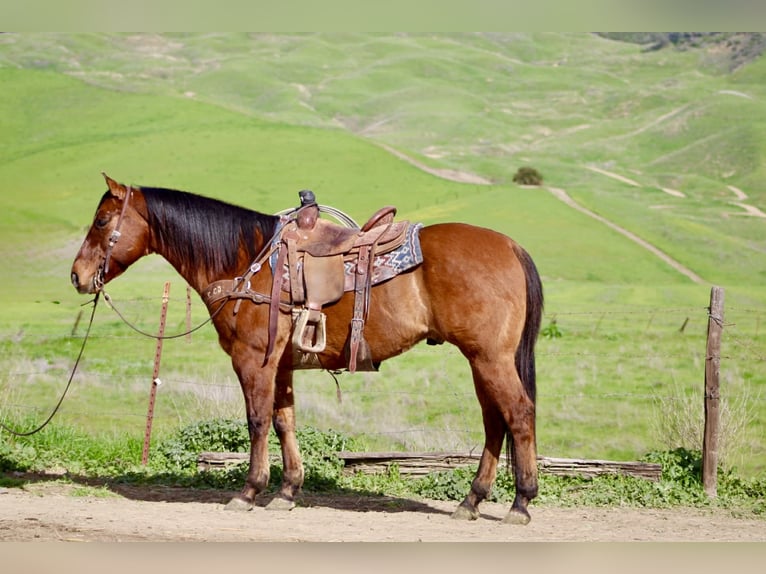 Quarter horse américain Hongre 9 Ans 152 cm Isabelle in Paicines CA