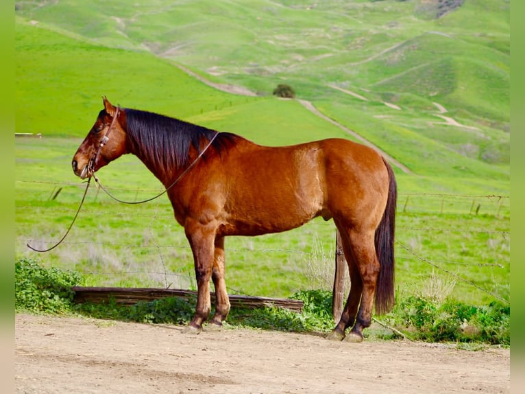 Quarter horse américain Hongre 9 Ans 152 cm Isabelle in Paicines CA