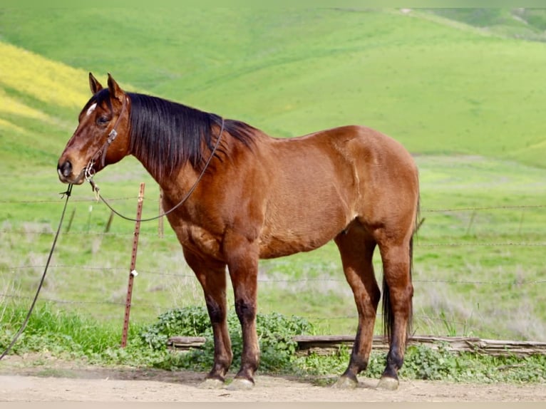 Quarter horse américain Hongre 9 Ans 152 cm Isabelle in Paicines CA