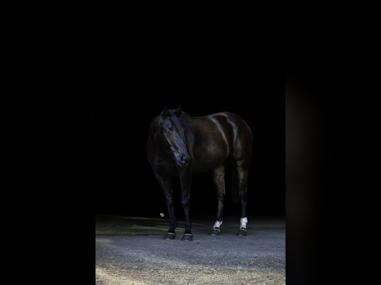 Quarter horse américain Hongre 9 Ans 152 cm Noir in Quitman