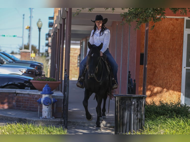 Quarter horse américain Hongre 9 Ans 152 cm Noir in Joshua