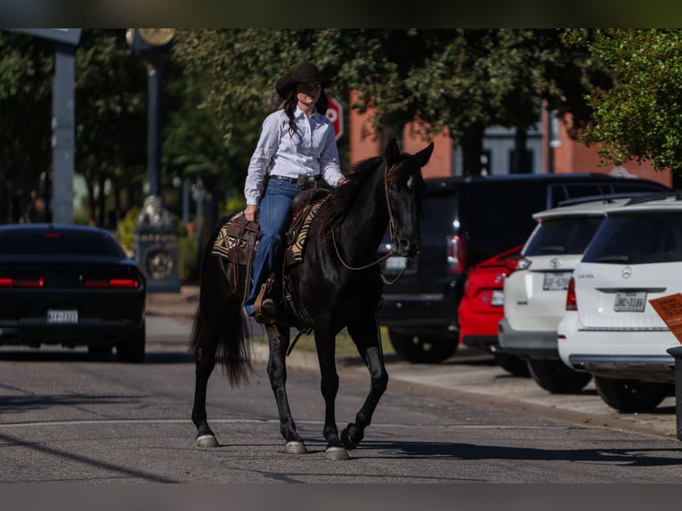 Quarter horse américain Hongre 9 Ans 152 cm Noir in Joshua