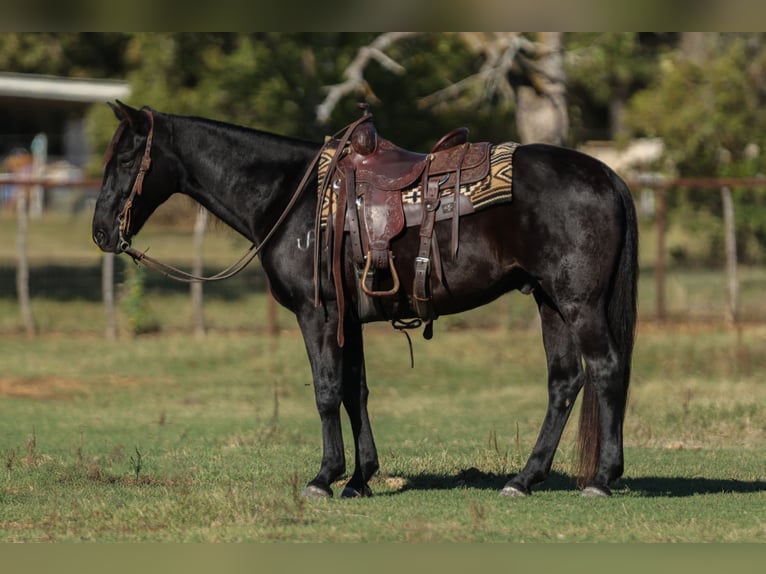 Quarter horse américain Hongre 9 Ans 152 cm Noir in Joshua