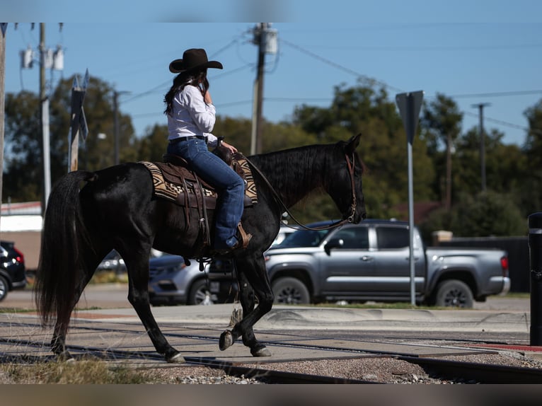Quarter horse américain Hongre 9 Ans 152 cm Noir in Joshua