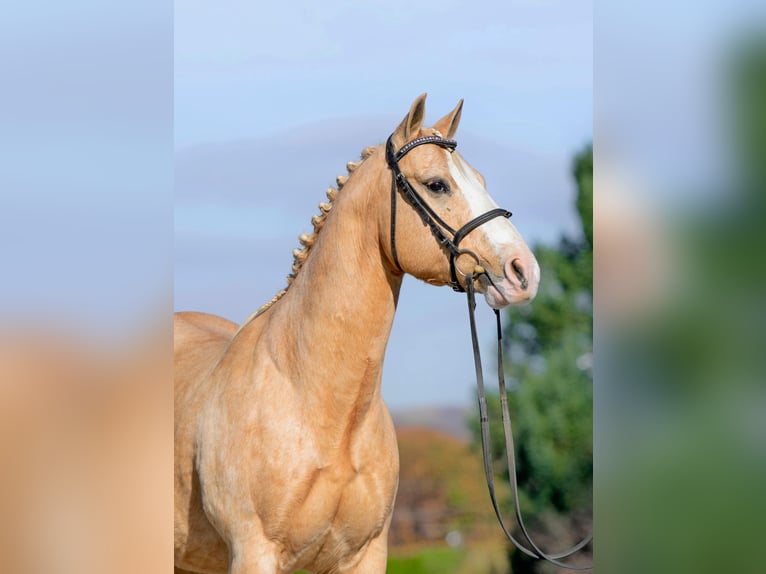 Quarter horse américain Hongre 9 Ans 152 cm Palomino in Honey Brook