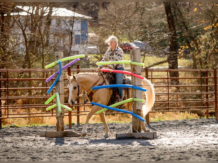 Quarter horse américain Hongre 9 Ans 152 cm Palomino in Honey Brook