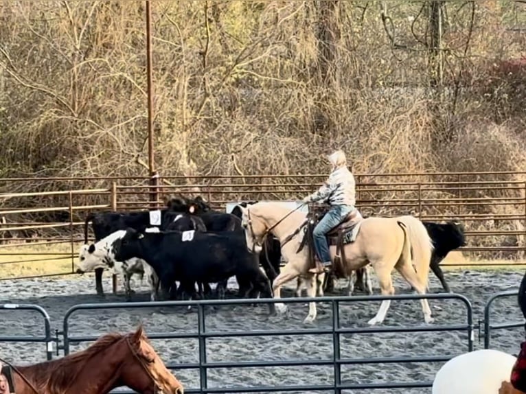 Quarter horse américain Hongre 9 Ans 152 cm Palomino in Honey Brook