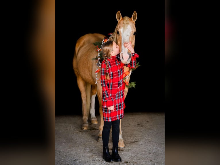 Quarter horse américain Hongre 9 Ans 152 cm Palomino in Honey Brook