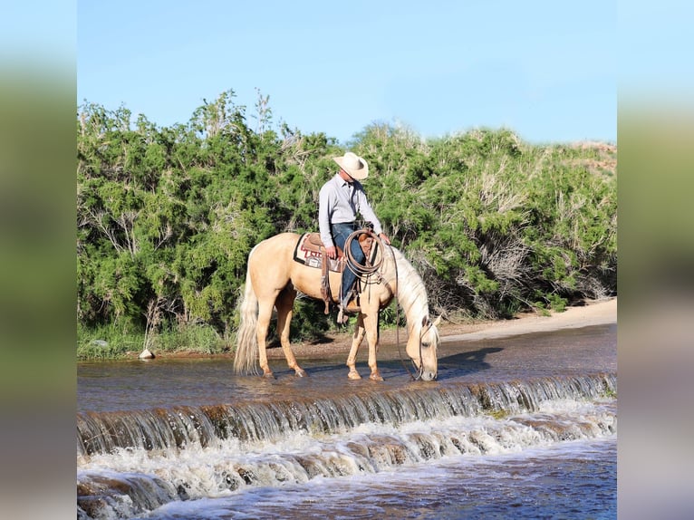 Quarter horse américain Hongre 9 Ans 152 cm Palomino in Cave Creek