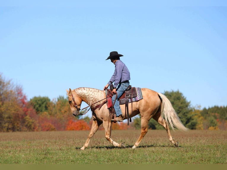 Quarter horse américain Hongre 9 Ans 152 cm Palomino in Clarion Quarter horse américain Hongre 9 Ans 152 cm Palomino in Clarion