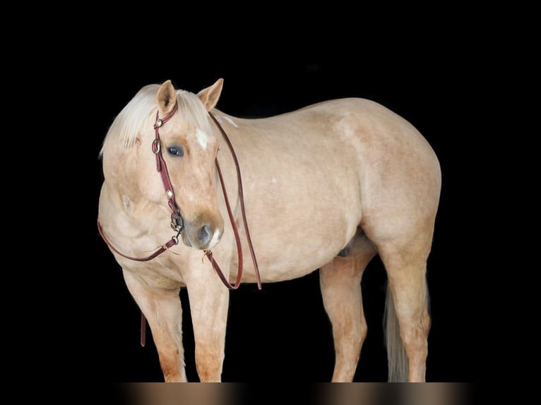 Quarter horse américain Hongre 9 Ans 152 cm Palomino in Clarion