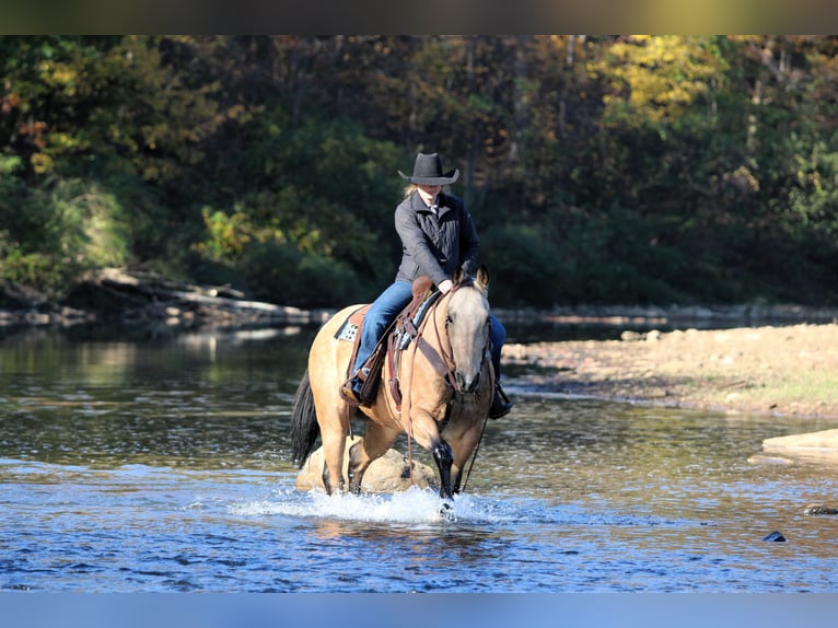 Quarter horse américain Hongre 9 Ans 152 cm Palomino in Clarion Quarter horse américain Hongre 9 Ans 152 cm Palomino in Clarion