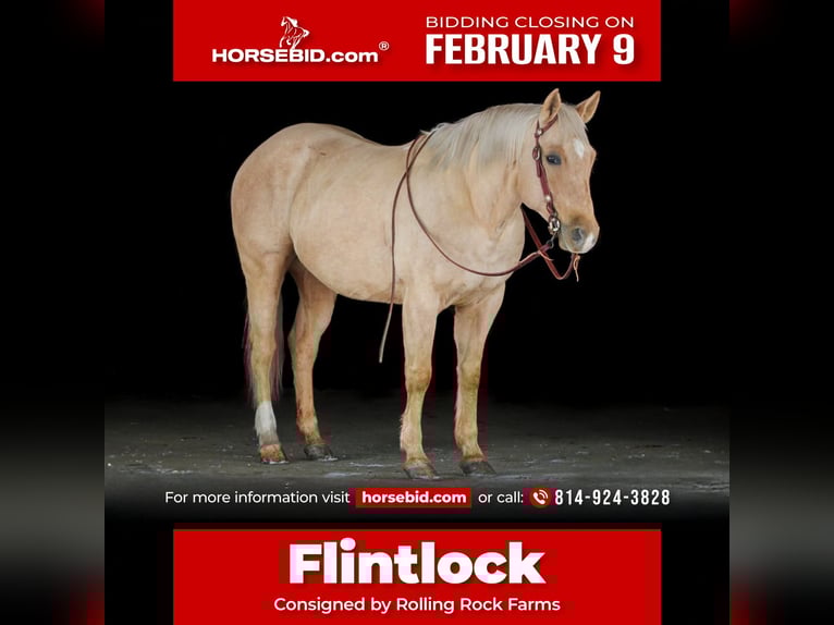 Quarter horse américain Hongre 9 Ans 152 cm Palomino in Clarion