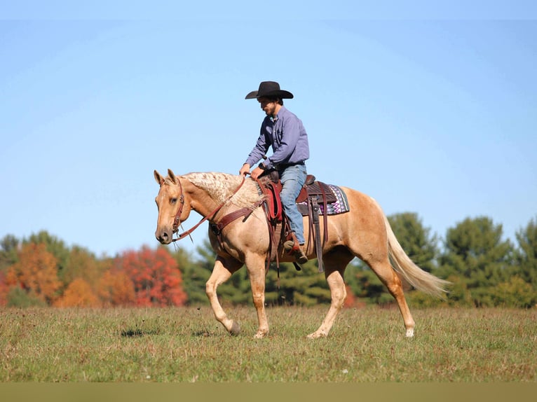 Quarter horse américain Hongre 9 Ans 152 cm Palomino in Clarion Quarter horse américain Hongre 9 Ans 152 cm Palomino in Clarion