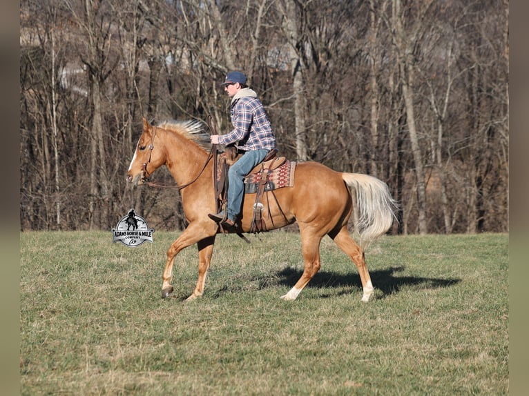 Quarter horse américain Hongre 9 Ans 152 cm Palomino in Mount Vernon