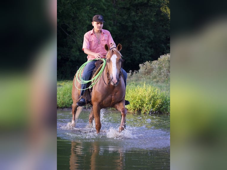 Quarter horse américain Hongre 9 Ans 152 cm Palomino in Sulphur Springs