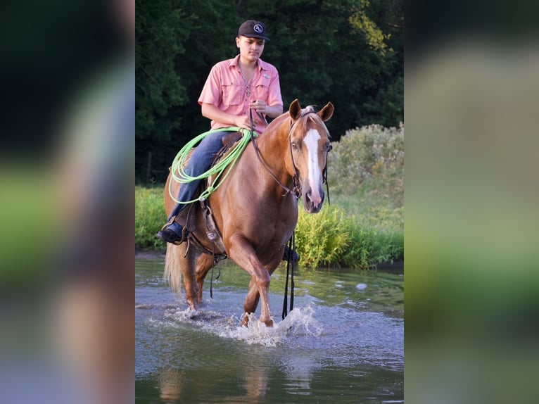Quarter horse américain Hongre 9 Ans 152 cm Palomino in Sulphur Springs