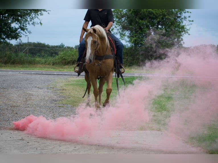 Quarter horse américain Hongre 9 Ans 152 cm Palomino in Sulphur Springs