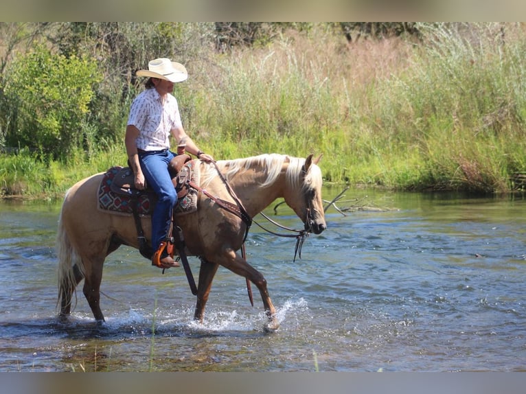 Quarter horse américain Hongre 9 Ans 152 cm Palomino in Waterford, CA