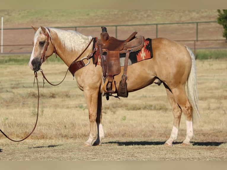 Quarter horse américain Hongre 9 Ans 152 cm Palomino in Cleburne TX