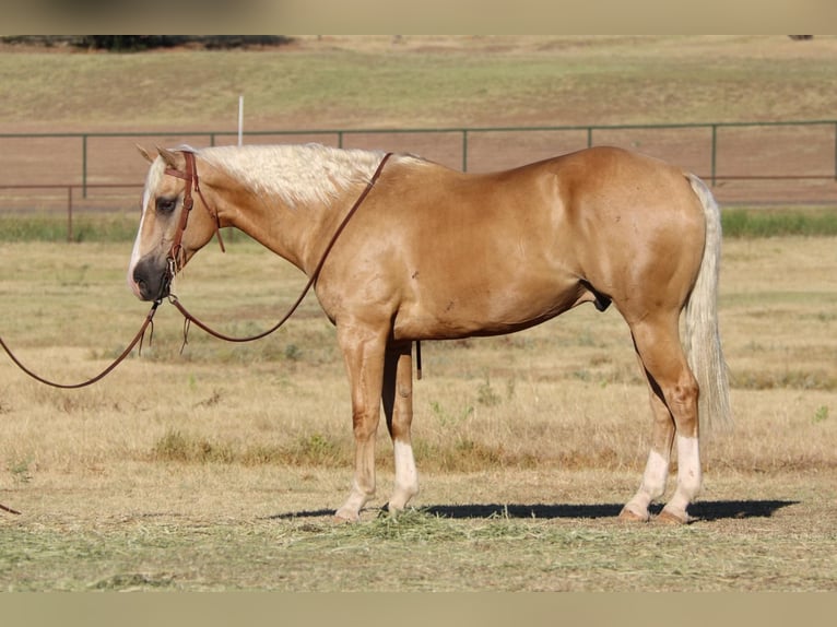 Quarter horse américain Hongre 9 Ans 152 cm Palomino in Cleburne TX
