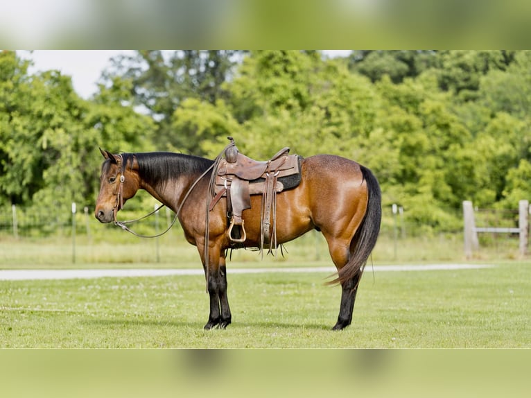 Quarter horse américain Hongre 9 Ans 152 cm Roan-Bay in CANYON, TX