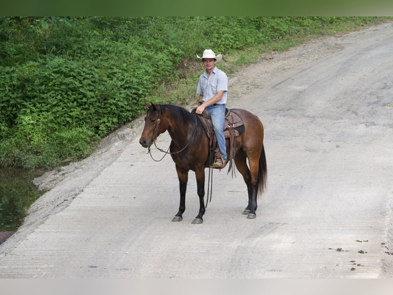 Quarter horse américain Hongre 9 Ans 152 cm Roan-Bay in CANYON, TX