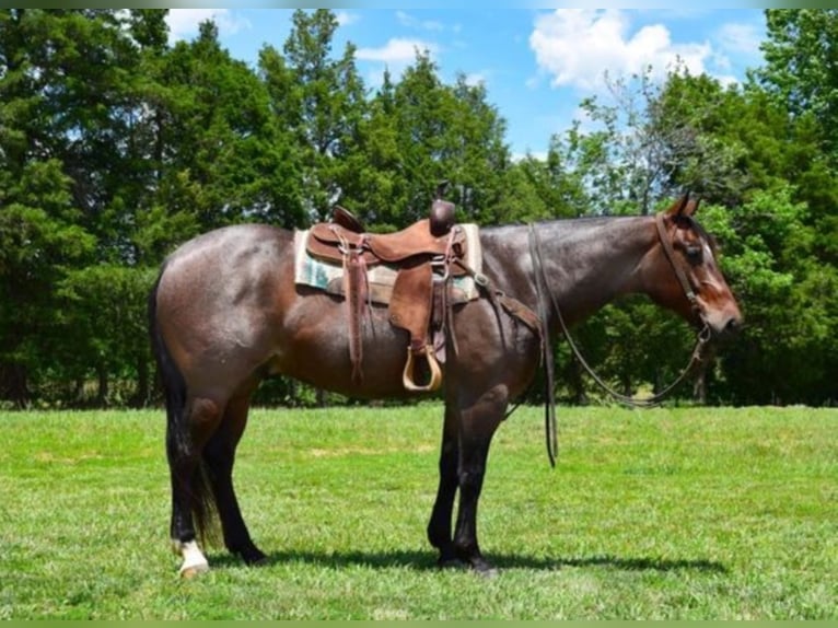 Quarter horse américain Hongre 9 Ans 152 cm Roan-Bay in Greenville KY