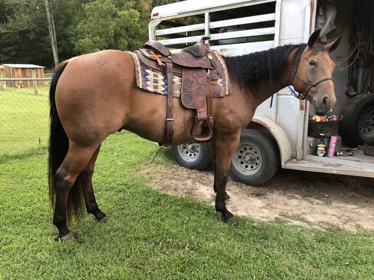 Quarter horse américain Hongre 9 Ans 152 cm Roan-Bay in Calico Rock