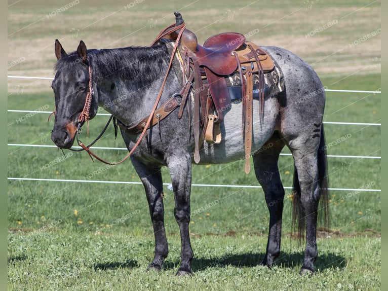 Quarter horse américain Hongre 9 Ans 152 cm Rouan Bleu in Brookville