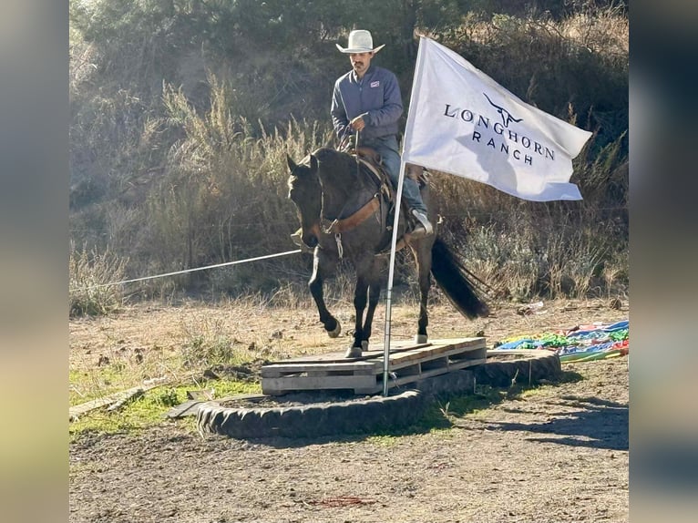 Quarter horse américain Hongre 9 Ans 152 cm Rouan Bleu in Paicines CA